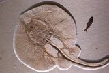 Exceptionally Large, Fossil Stingray - Wyoming #368994-2